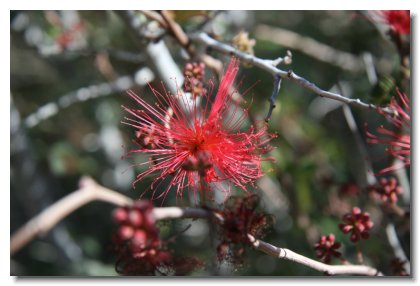 Tucson (30)   Fairy Duster